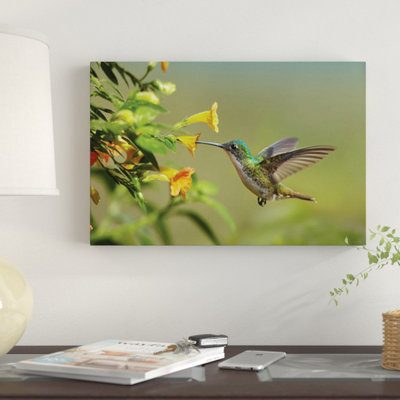 " Andean Emerald Hummingbird Feeding On A Yellow Flower, Ecuador - Horizontal " by Tim Fitzharris