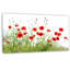 Coquelicots sur fond blanc, reproduction de photo-25565419-33311222
