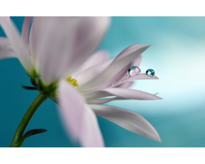 Wrapped Canvas Print, 50.8 cm H x 76.2 cm W