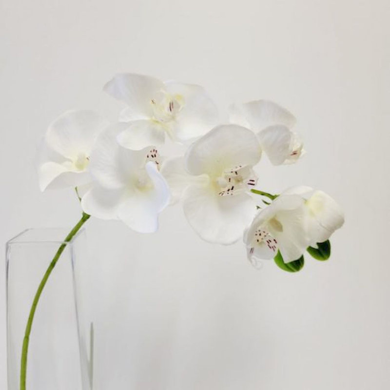 Tige d'hortensia orchidée, Blanc