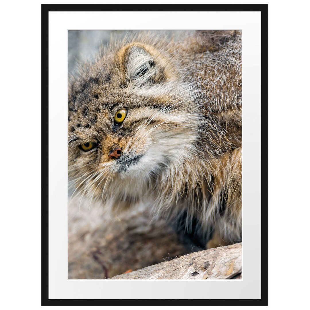 Gerahmtes Poster Kleine Manul auf Stein