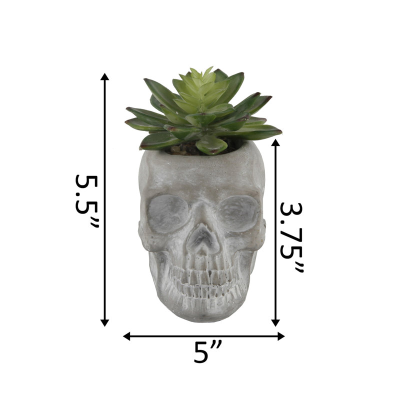Plante molle en pot