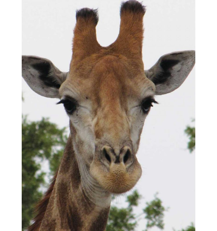 Art sur toile tendue, Latitude Run® Underdahl, Dana Gallery, Portrait de girafe III, H 24 po x l 19 po