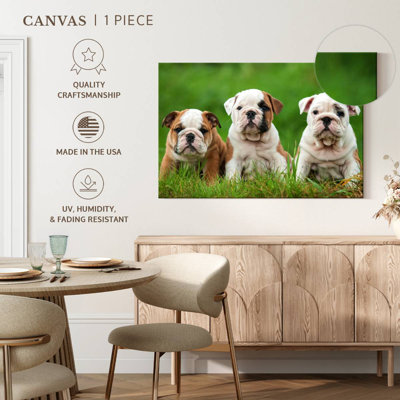 English Bulldog Puppies