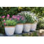 Sundhya Pot Planter-1759075833-1759075832