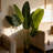 60'' Faux Palm Tree in Planter