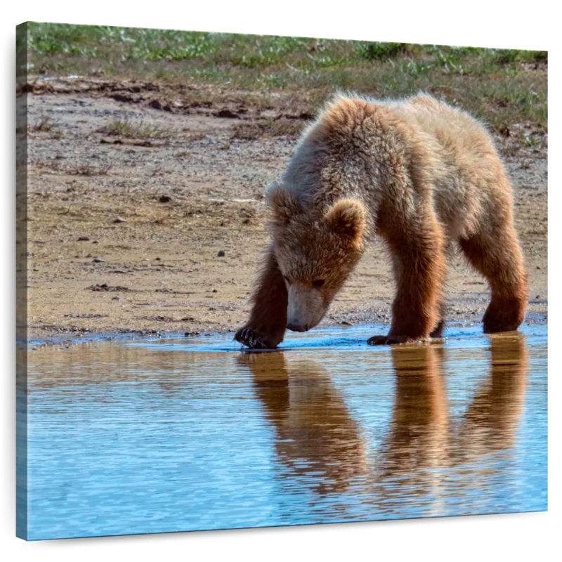 Grizzly ronce dans le parc national de Katmai, H 20 po x l 20 po