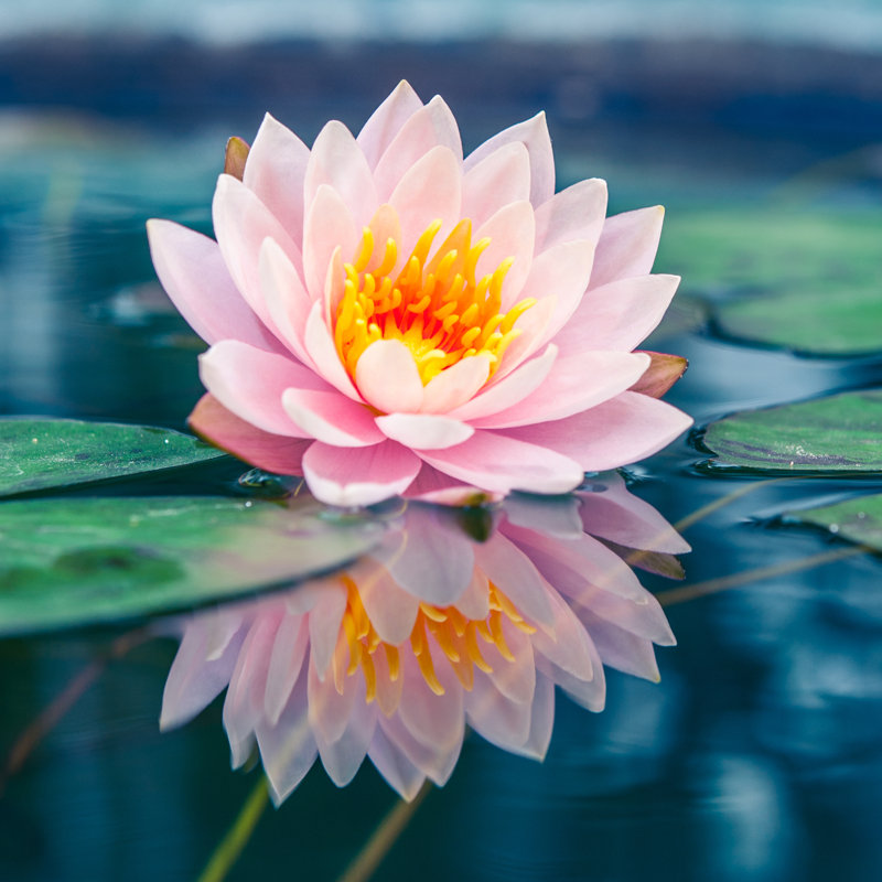 Beautiful Pink Lotus, Water Plant With Reflection In A Pond by Stnazkul - Wrapped Canvas Print, 30.48cm H x 30.48cm W