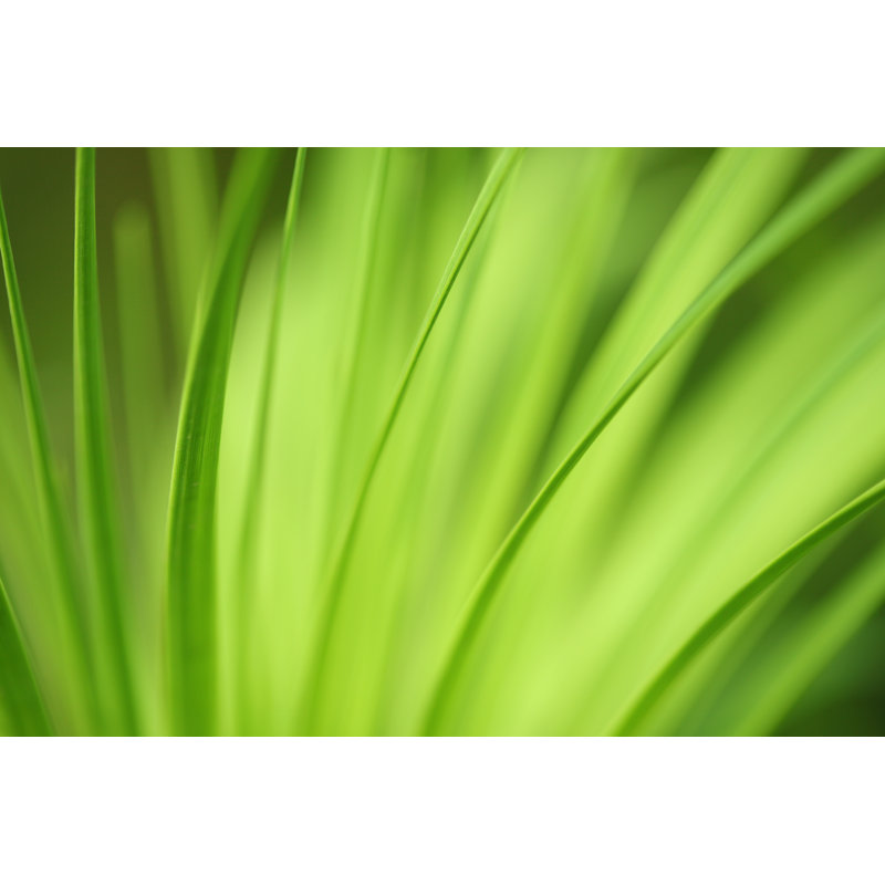 Nature Background Long Leafs by Gawrav, 24" H x 36" W