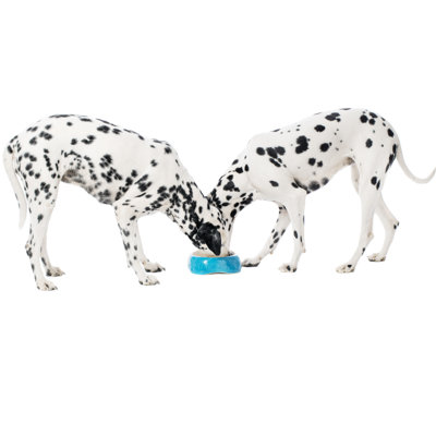 Two Dalmatians Eating by Alvarez