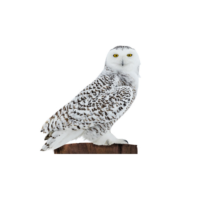 SC2535 Snowy Owl