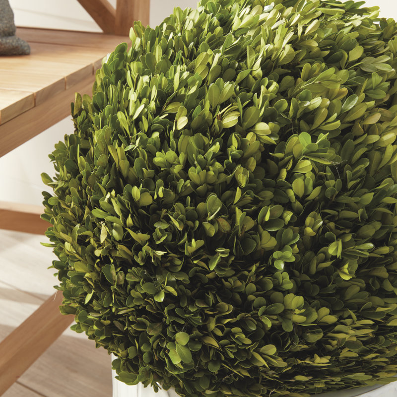 Preserved Greens Topiary, Hedge Plant in, 12" H x 12" W x 12" D