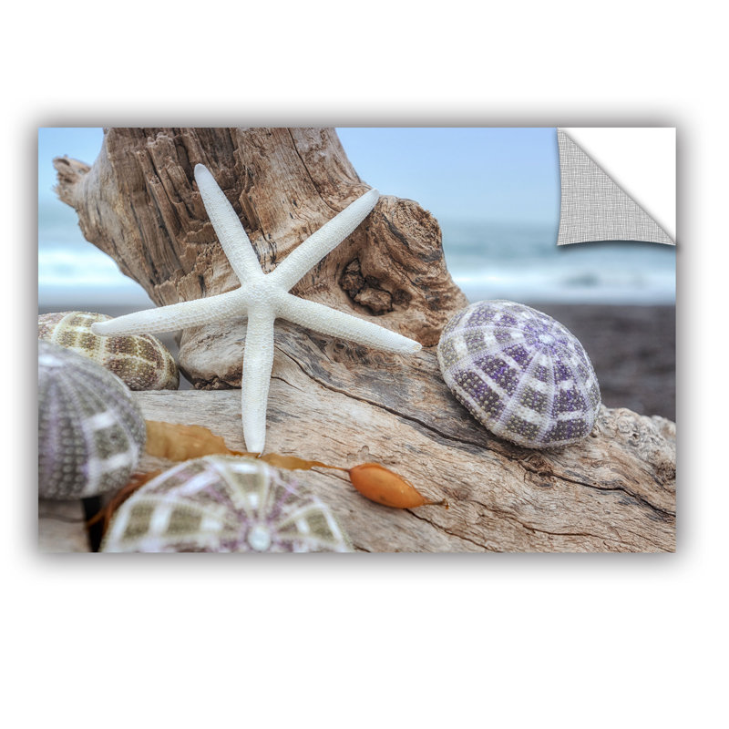 Shells On The Sea Shore Crescent Beach Shells 7 - reproduction de photo sur toile, H 12 po x l 18 po x P 2 po