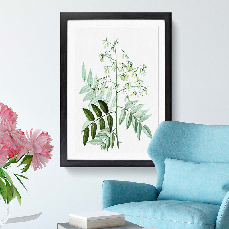 Japanese Pagoda Tree by Pierre-Joseph Redoute - Picture Frame Graphic Art Print, Black Framed, 36cm H x 27cm W x 2cm D