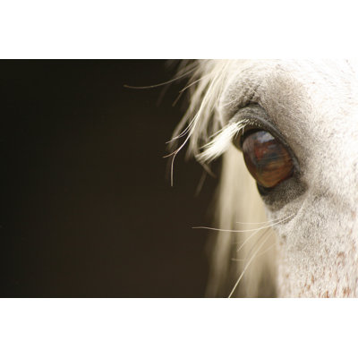 Eye Of A Grey Horse by AlynJ - Wrapped Canvas Print
