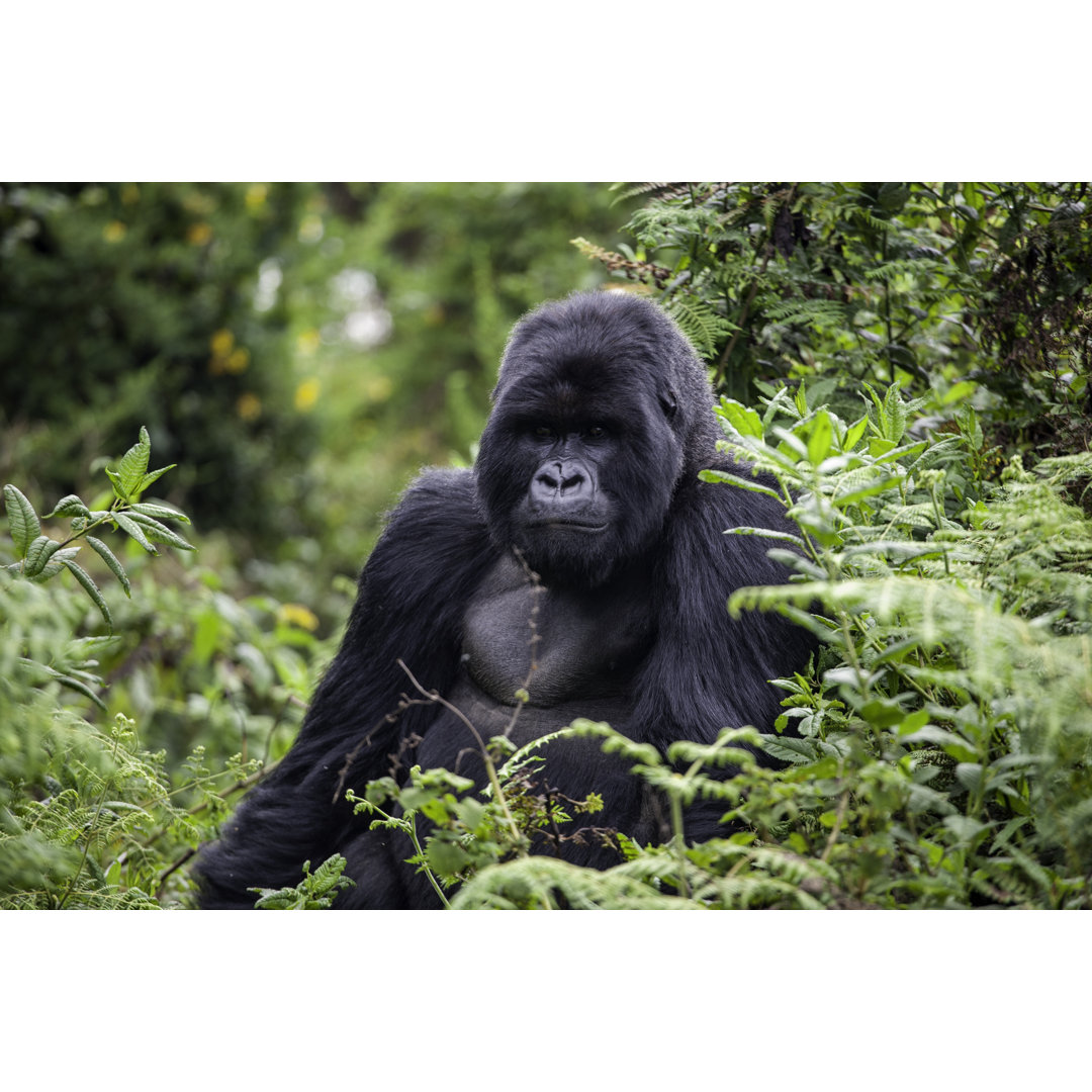 Ruanda Gorilla Still by Tschuma417 - Druck