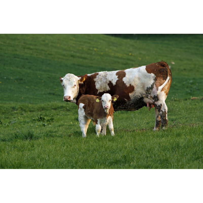 «Happy Cows» par MB-Fotos - Photographie sur toile tendue, L 12 po x H 8 po