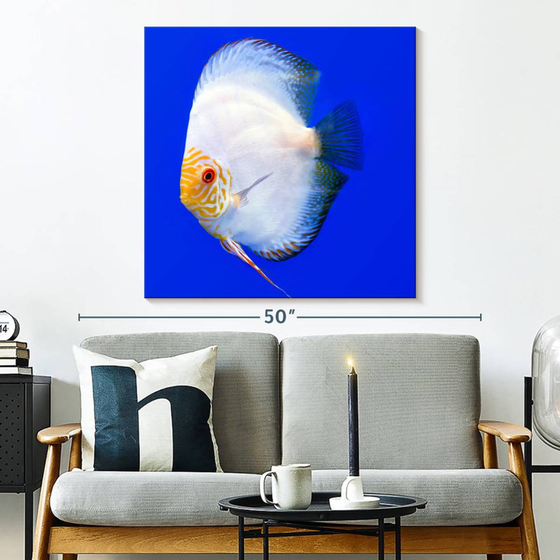 Brampt Pompadour Discus Fish, 33" H x 33" W