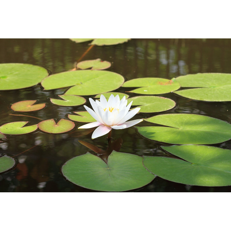 «Daci White Water Lily» par Nneirda - impression, H 8 po x l 12 po