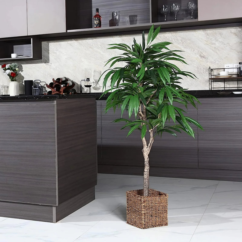 6,5 plantes