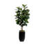 6'H Fiddle Leaf Tree, Real Wood Trunks in Black Tin Pot