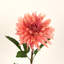 Arrangement floral 28 po Dahlia-1171431762