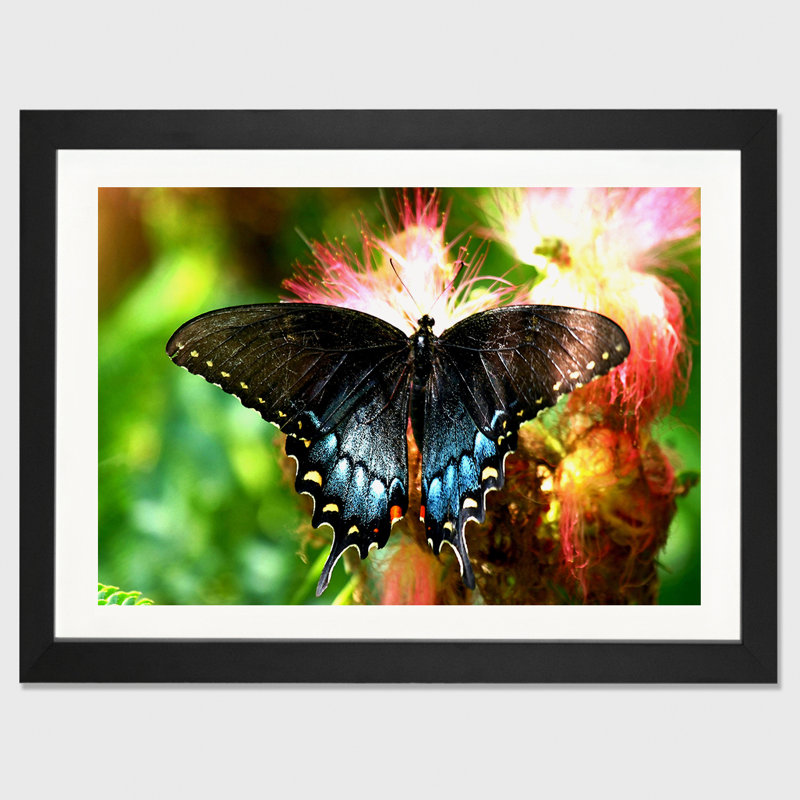 « machaon papillon », photographie sur toile, H 16 po x l 24 po x P 1 po, Papier encadré noir