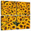 Harnek - pile de tournesols-109134214