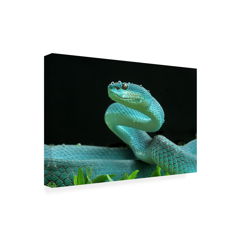 Art sur toile, Yan Hidayat The Viper, H 12 po x l 19 po