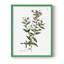 Rose Botanical III, reproduction encadrée - bois massif-1955162598-1955162606