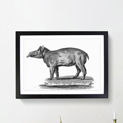 Tapir in Black & White by George Shaw - Picture Frame Drawing Print