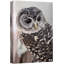 Oiseau, animaux, chouette grise avec effet de caméra bokeh, faune sur toile-99543305