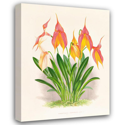 "Masdevallia Veitchiana" by  Jean Jules Linden - Gallery Wrap Canvas Wall Art