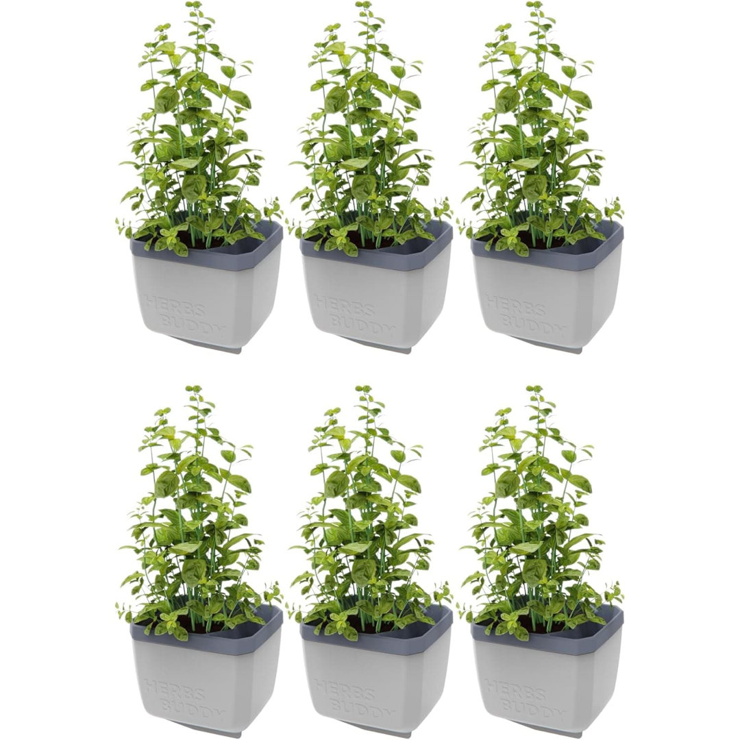 Herbs Buddy Self-Watering Planter Pot for Herbs, Special Water Level Indicator