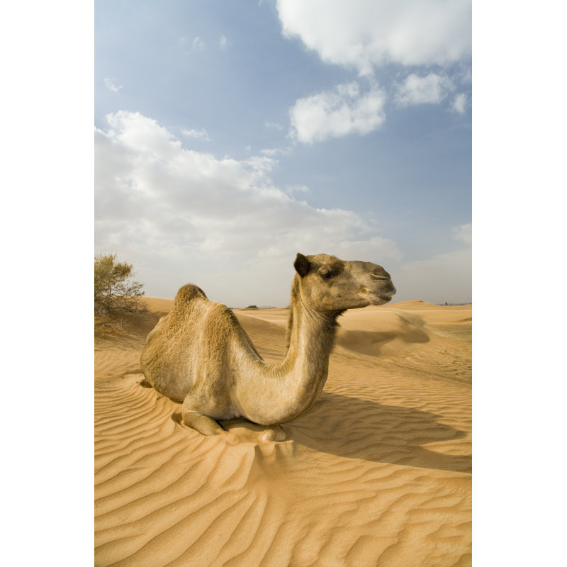Wild Camel Dromedary by Mlenny - Wrapped Canvas Print, 46cm H x 30cm W x 3.8cm D