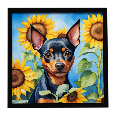 Miniature Pinscher in Sunflowers Framed Metal Print