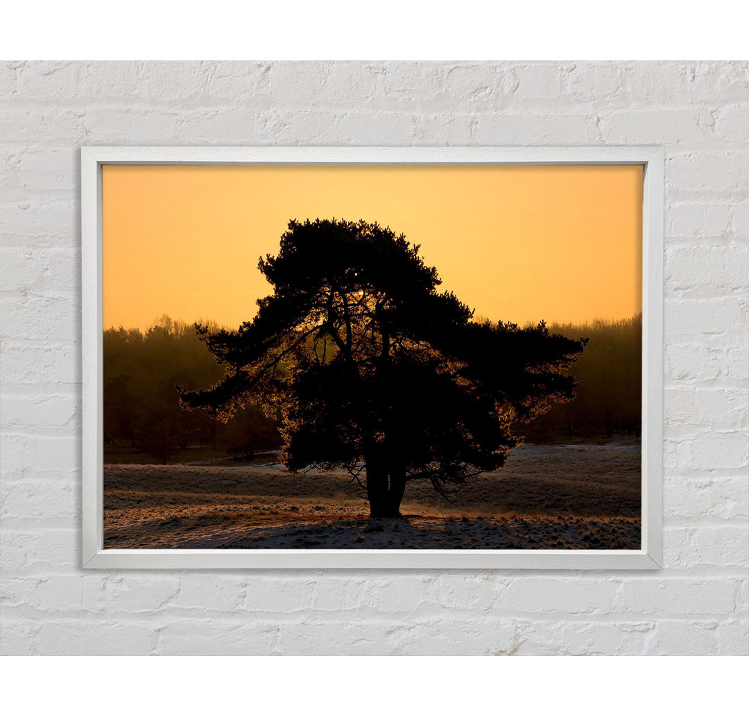 Atemberaubender alter Baum in der Abenddämmerung - Druck