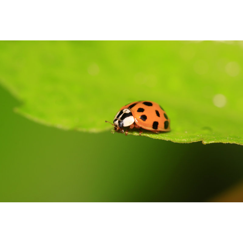 Musette Asian Lady Beetle - Wrapped Canvas Print, 30cm H x 30cm W x 3.8cm D