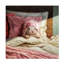 «Bed Hare» par Lucia Heffernan - peinture sur toile tendue-615159628