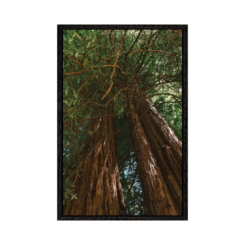 Redwood Forest VIII 1 Piece Wall Art on Canvas, 66.04cm H x 45.72cm W x 3.81cm D, Black Framed