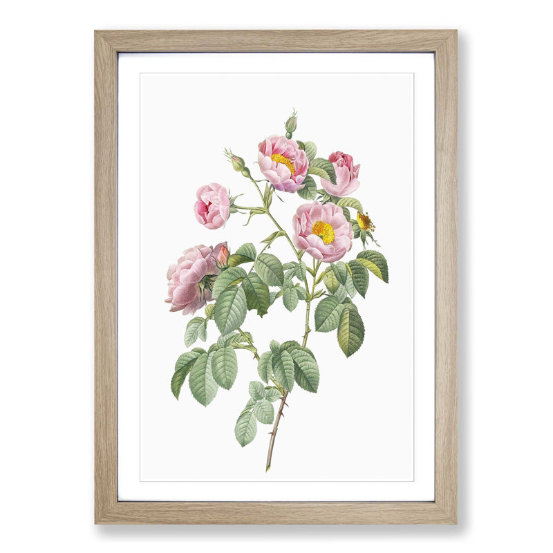 Tomentose Rose in Pink by Pierre-Joseph Redoute - Picture Frame Painting Print, 65cm H x 48cm W x 2cm D, Oak Framed