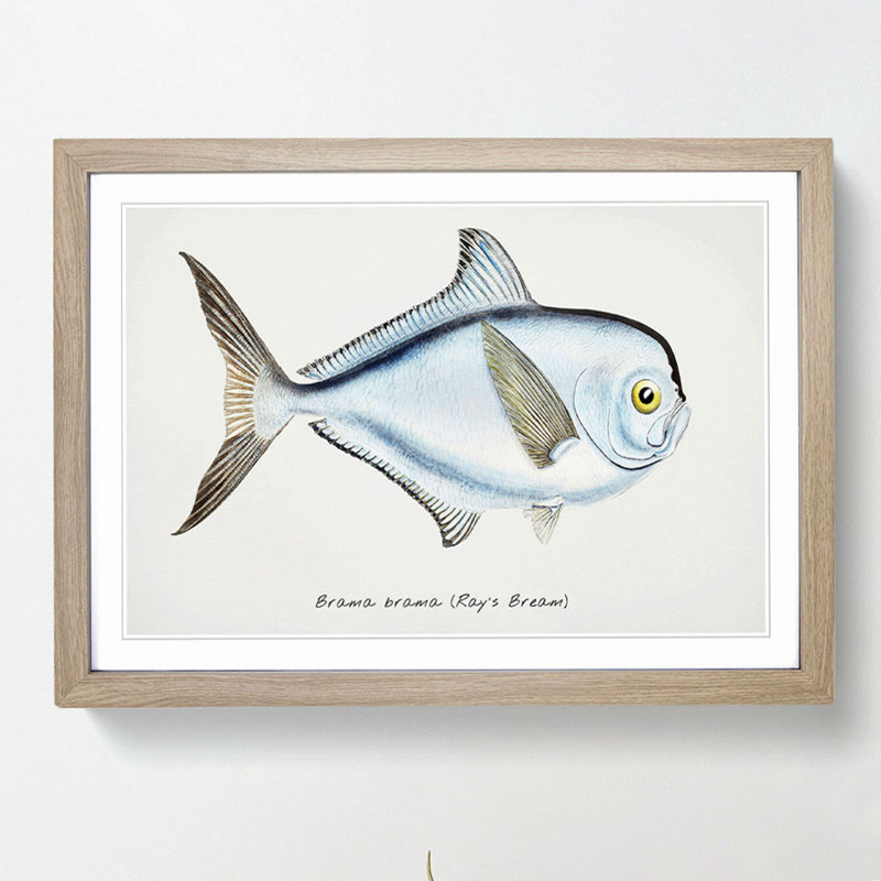 Illustration of a Rays Bream Fish by F.E. Clarke - Framed Print, 27cm H x 36cm W x 2cm D, Oak Framed