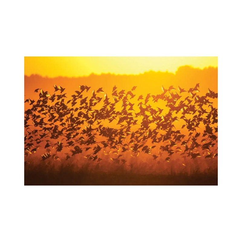 Murmuration 1 Piece Wrapped Canvas Wall Art, 20.32 cm H x 30.48 cm W