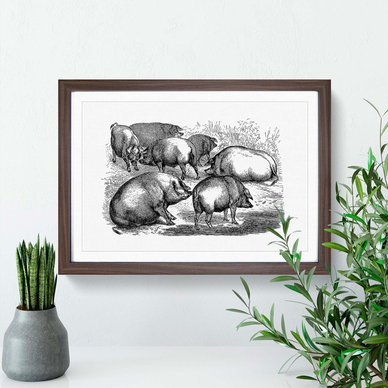Pigs Illustration in Black and White - Framed Print, Walnut Framed, 36cm H x 48cm W x 2cm D