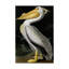 «American White Pelican» par James Audubon, reproduction sur toile-31105910