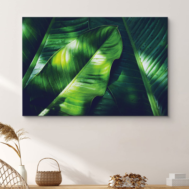 "Flower Banana", Banana Leaves In Sunlight, H 16 po x l 24 po