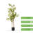 Artificial Pieris Tree In Nursery Pot-159632583