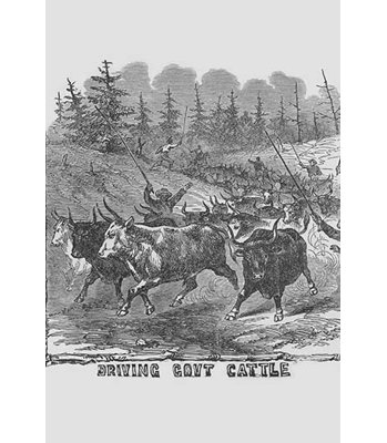 " African American Cattle Drovers " by Frank Leslie