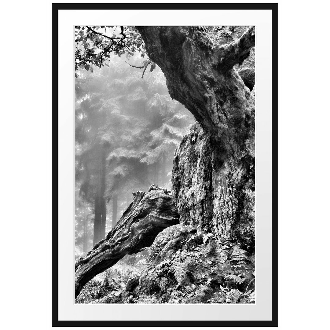 Gerahmtes Poster Dicker Baum im Wald im Moos