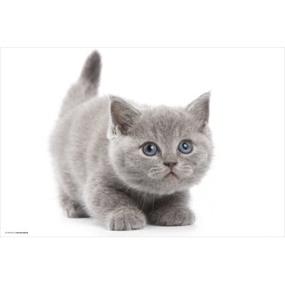 Schreibtischunterlage Sweet Grey Cat